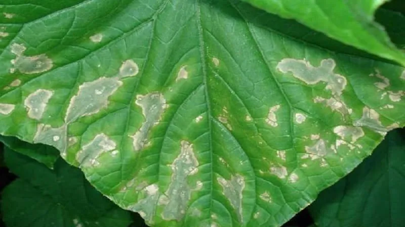 7 main causes of white coating on cucumbers and leaves