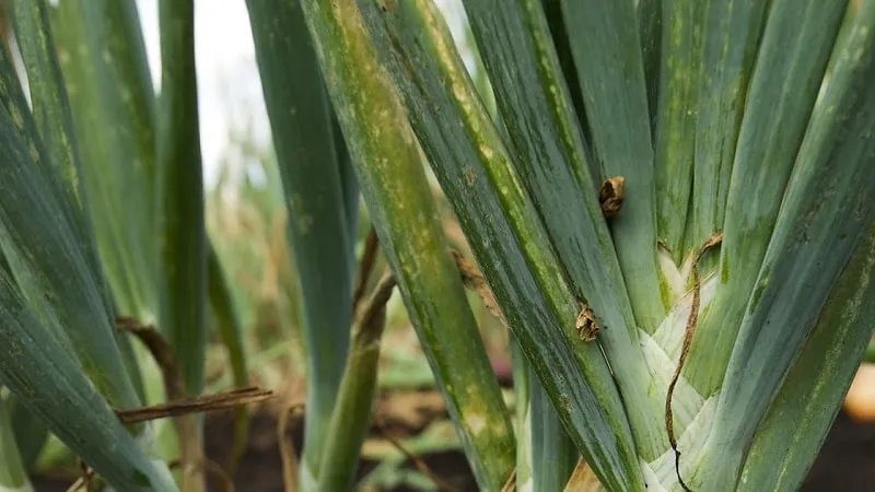 Onion mosaic virus symptoms
