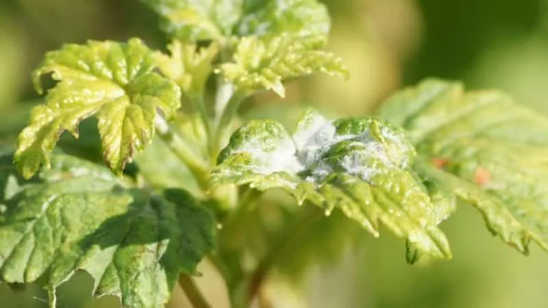 Currant diseases and pests, control methods, preventive measures