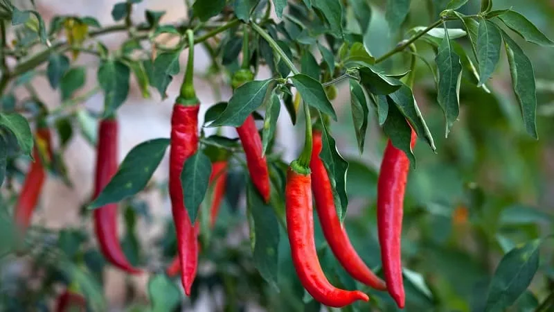 Selection of the best hot pepper varieties and tips for choosing them
