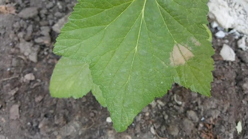 Currant diseases and pests, control methods, preventive measures