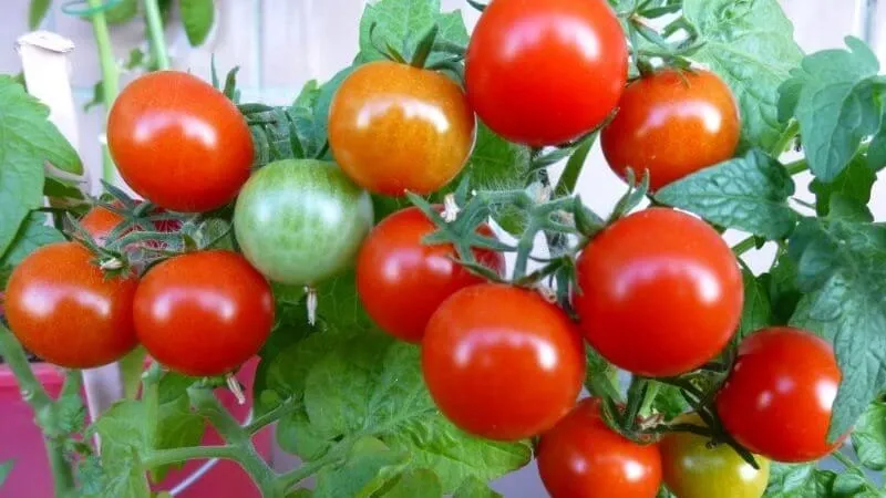 Bright clusters on the bushes - miniature Pinocchio tomatoes: growing in the garden and at home on the balcony