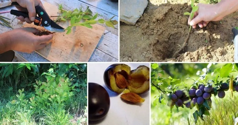 Guide to propagating plums from cuttings in summer: from preparing cuttings to caring for the sapling