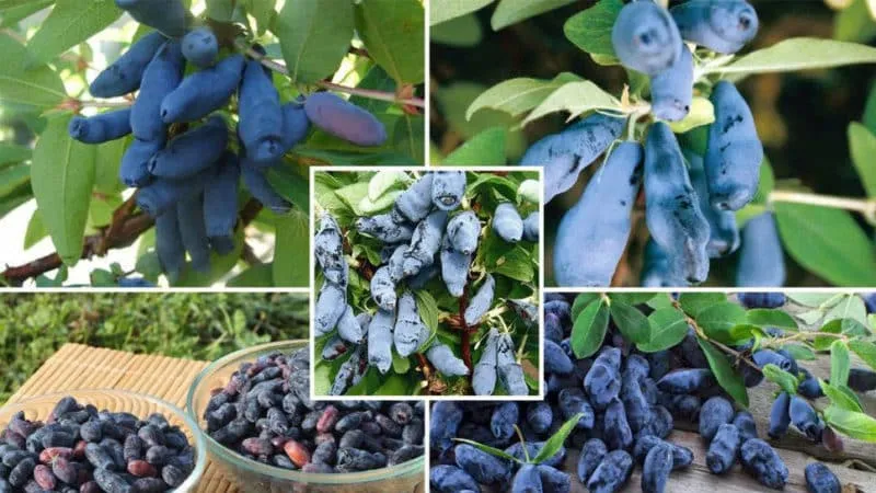 How to Grow Honeysuckle from Berries: Step-by-Step Guide