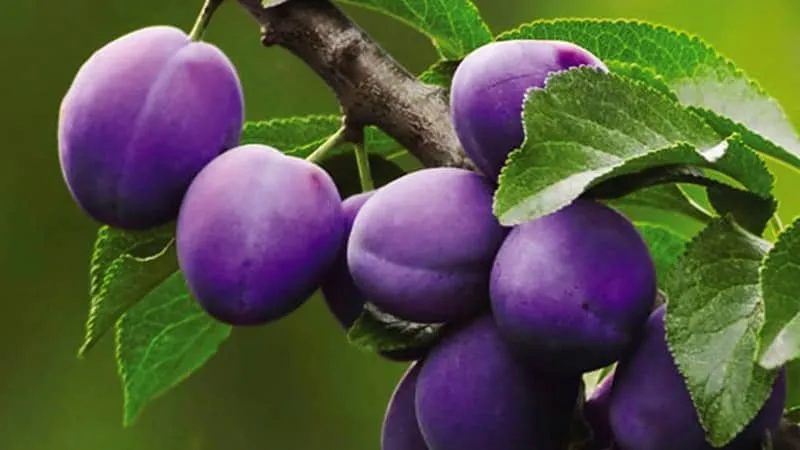 Guide to propagating plums from cuttings in summer: from preparing cuttings to caring for the sapling