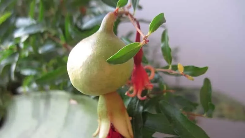 How to grow a pomegranate at home: care tips