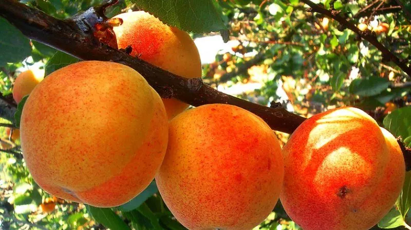 Variety of apricot cultivars for different climates