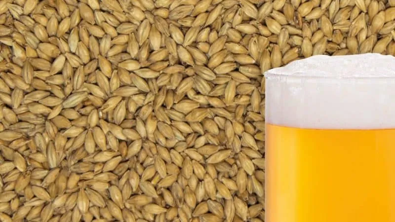 How to make barley malt at home