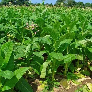 Step-by-step guide on how to grow Virginia 202 tobacco