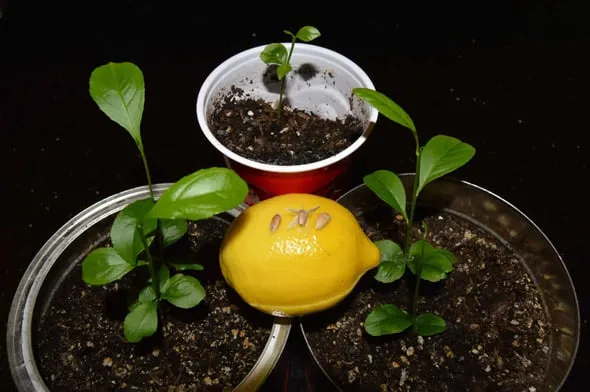 Composition of soil for a potted lemon tree