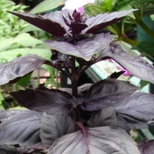 Review of the purple basil variety 'Ararat'