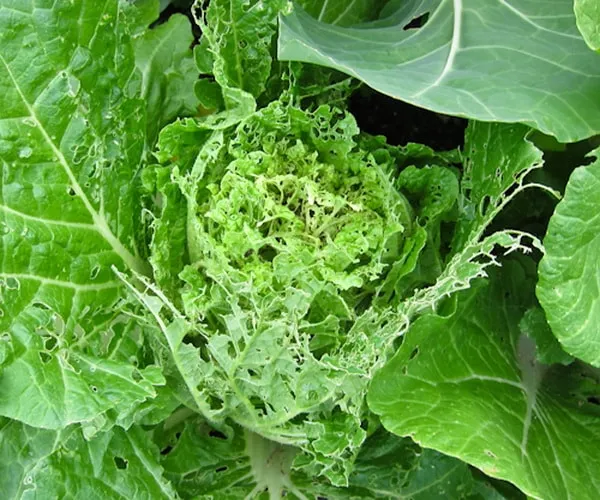 Chinese cabbage diseases and pests