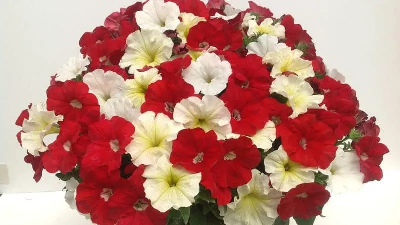 Description, varieties, and cultivation of Gioconda petunia