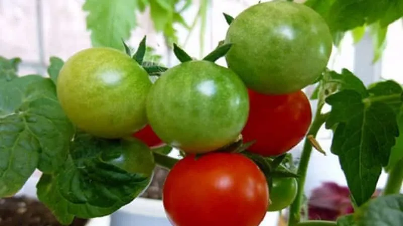 Bright clusters on the bushes - miniature Pinocchio tomatoes: growing in the garden and at home on the balcony