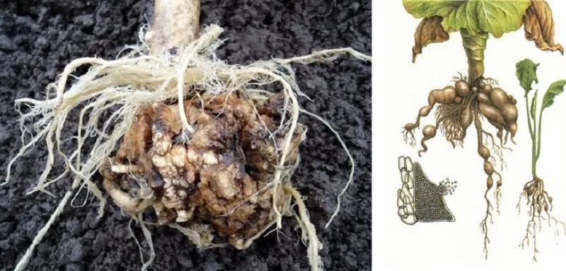 Chinese cabbage diseases and pests