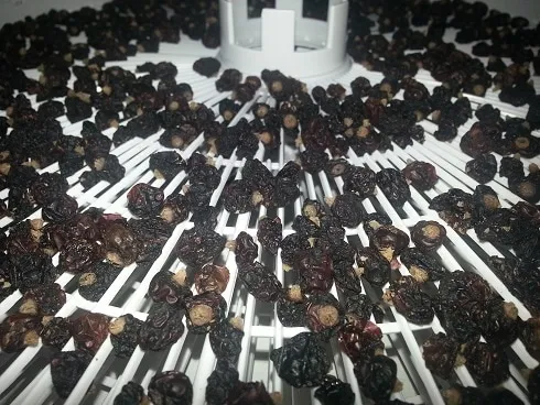 Preserving berries the right way: how to dry blackcurrants in an electric dehydrator