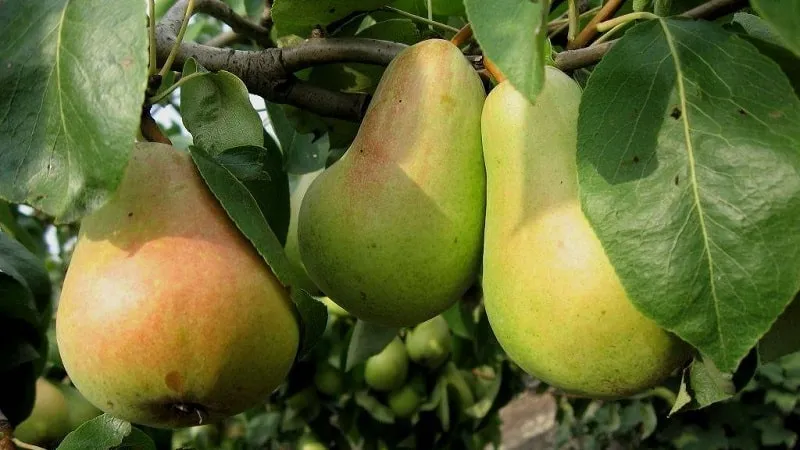 Williams Pear