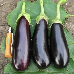 A gift from modern breeders - the Fabina F1 eggplant with large fruits and impressive yield