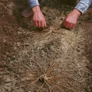 When and how to properly transplant asparagus in autumn