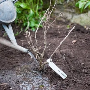 Optimal growing conditions for berries: the best soil for gooseberries and how to enrich it properly
