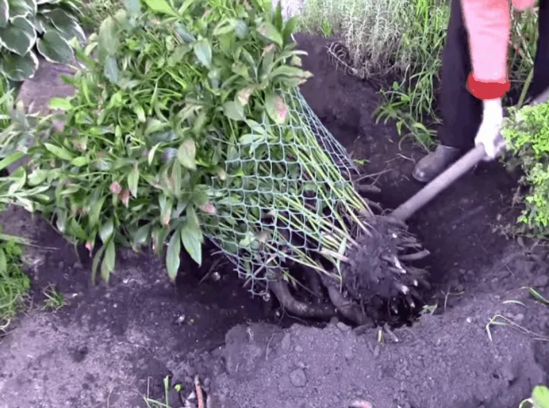 Transplanting peonies to another place in autumn