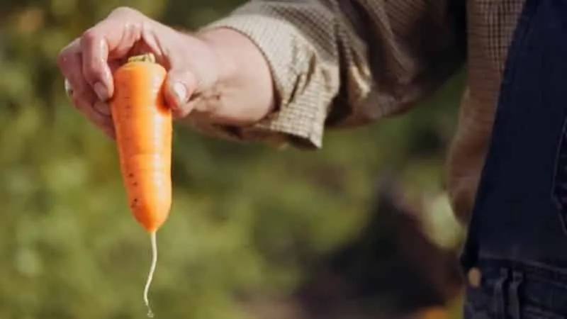 Low-maintenance mid-early hybrid carrot Red Cor