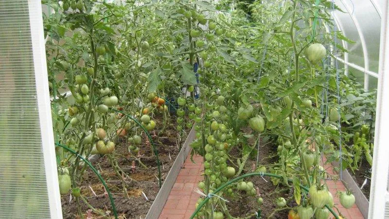 Farmers' favourite among tomatoes: Beefheart tomato, characteristics and description of the variety