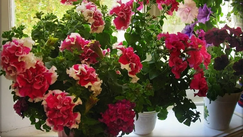 Can petunias be grown in pots as houseplants?