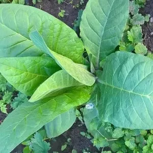 Step-by-step guide on how to grow Virginia 202 tobacco