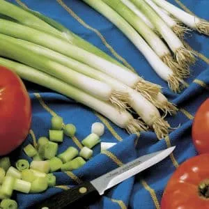 High-yielding onion variety with excellent taste "Parade"