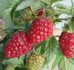 Characteristics and description of the best raspberry varieties