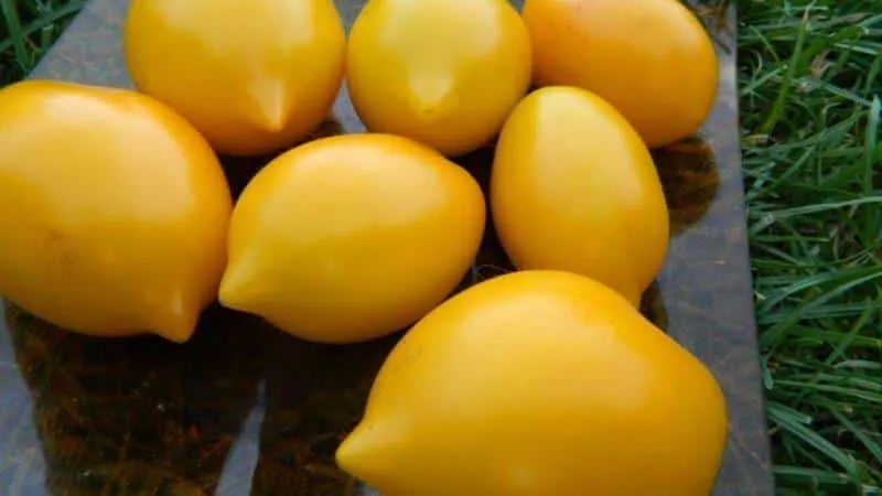 A tomato that looks like a lemon will leave no one indifferent: the "Wonder of the World" tomato and its cultivation method