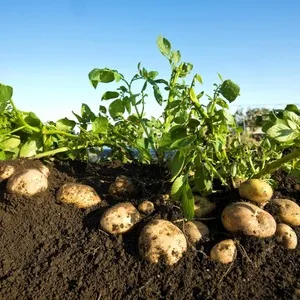 Low-maintenance, high-yield Agatha potato variety