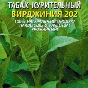 Step-by-step guide on how to grow Virginia 202 tobacco