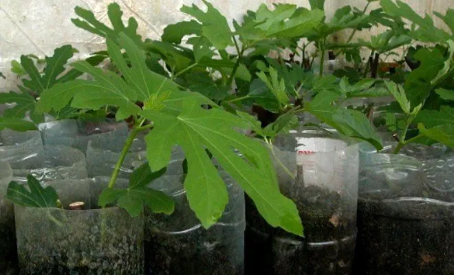 Simple ways to propagate fig cuttings at home