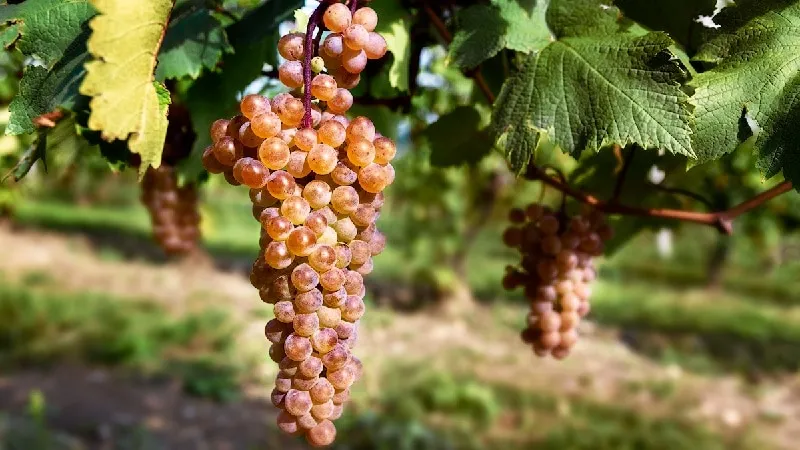vineyards in georgia