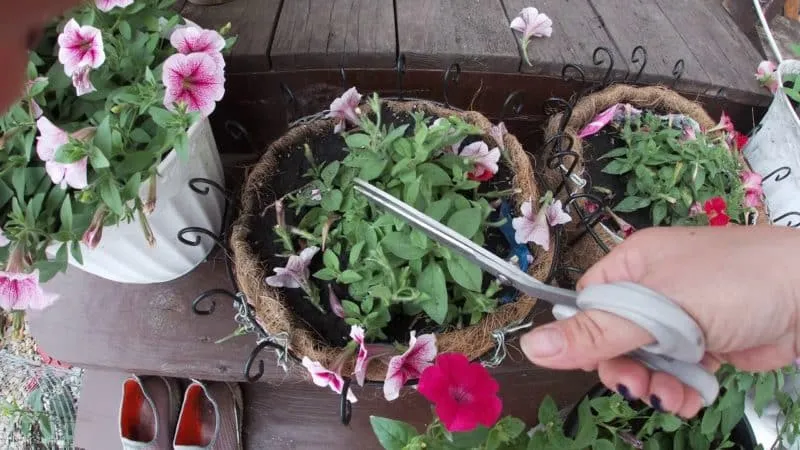 Growing and caring for trailing petunias: pinching for luxurious, lush flowering