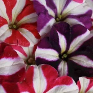 Description, varieties, and cultivation of Gioconda petunia