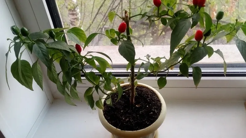 How to grow chili peppers at home on a windowsill: step-by-step guide and secrets from experienced growers