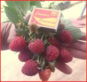 Characteristics and description of the best raspberry varieties