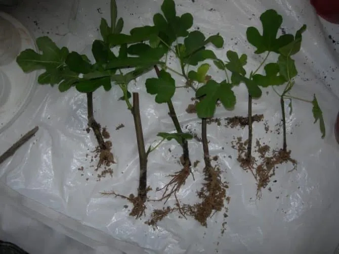 Simple ways to propagate fig cuttings at home