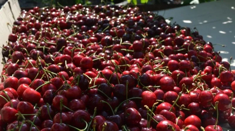 Large-fruited, low-maintenance columnar sweet cherry variety "Sylvia"