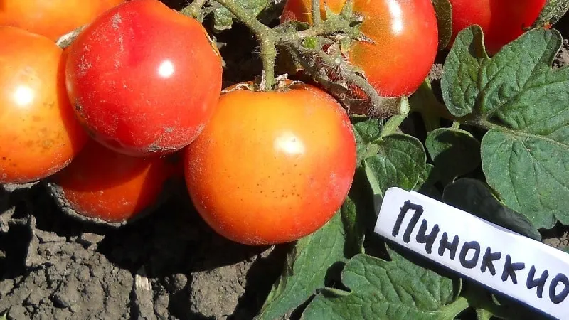 Bright clusters on the bushes - miniature Pinocchio tomatoes: growing in the garden and at home on the balcony