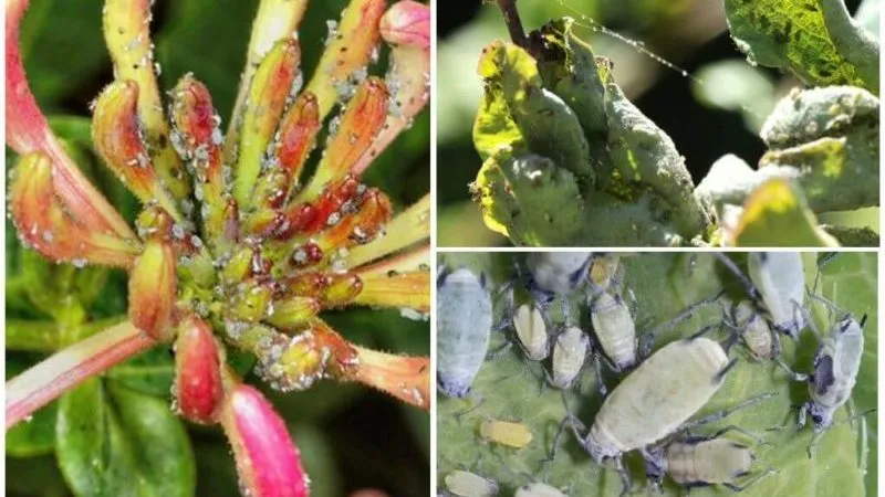 How to Grow Honeysuckle from Berries: Step-by-Step Guide