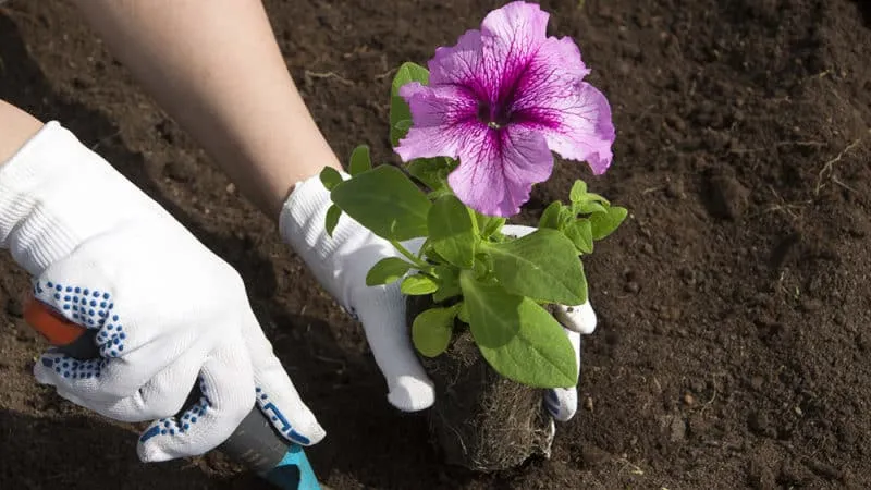 Description of double petunia varieties and growing tips