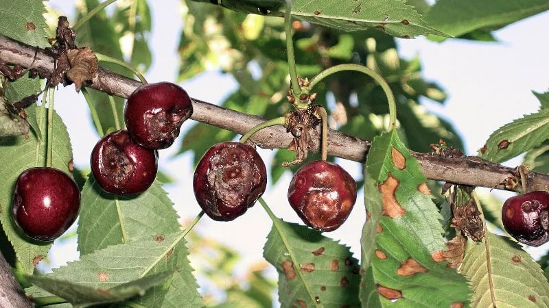 Why cherry tree leaves turn yellow in July and how to treat it properly
