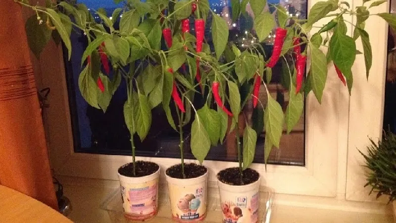 How to grow chili peppers at home on a windowsill: step-by-step guide and secrets from experienced growers