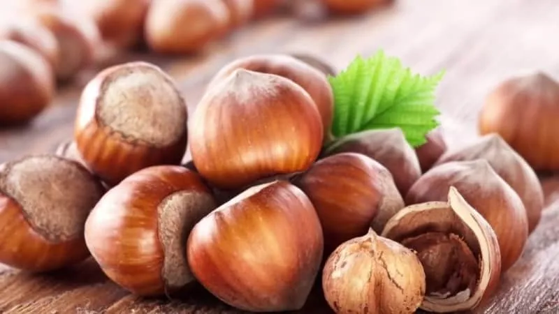 Hazelnuts - Benefits and Risks for Women
