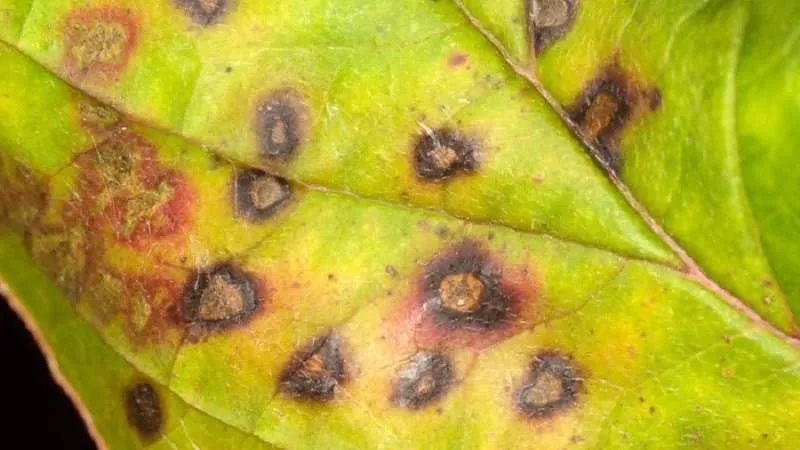 Gooseberry diseases and pests and how to combat them