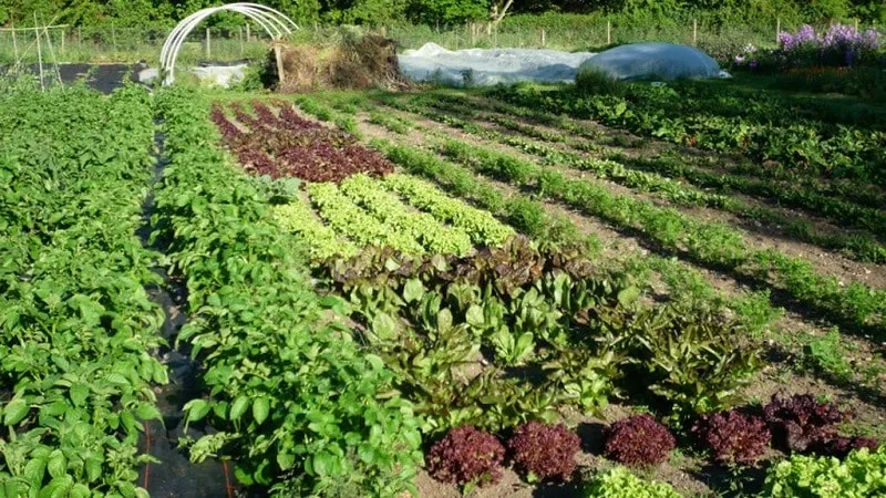 What to plant after beetroot next year: avoiding crop rotation mistakes to protect your harvest